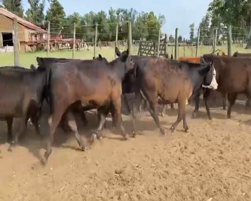 Lote 29 Terneros/as en Buenos Aires, Tres Arroyos