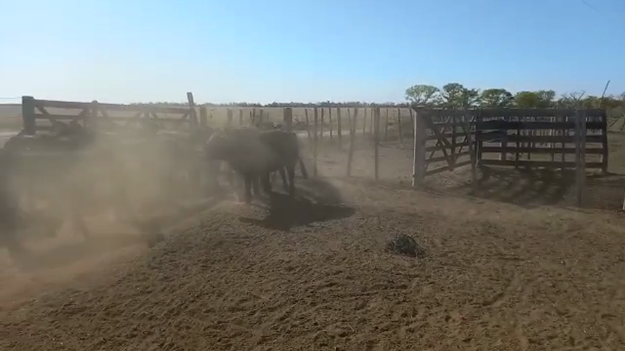 Lote 18 Terneras Brangus y cruzas británicas en Virginia, Santa Fe