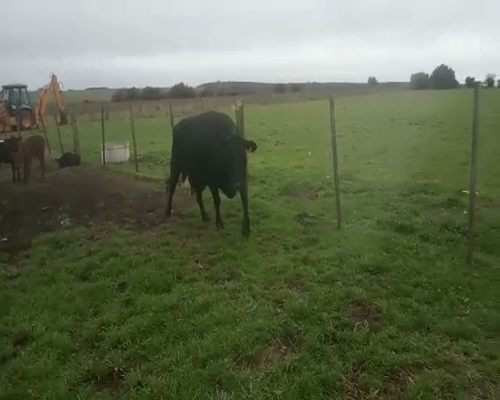 Lote Vacas de Invernada CRUZAS GORDAS a remate en Pantalla Aniversario 660kg - , San José