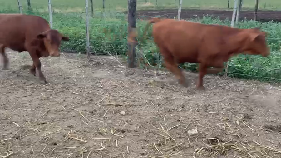 Lote 16 Novillitos Braford, Brangus Colorado y brangus negro en Tacural, Santa Fe