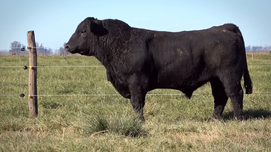 Lote Toros PP y PC a campo con DEPs