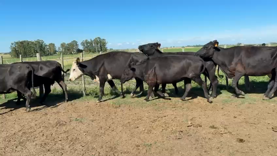 Lote VACAS DE INVERNADA