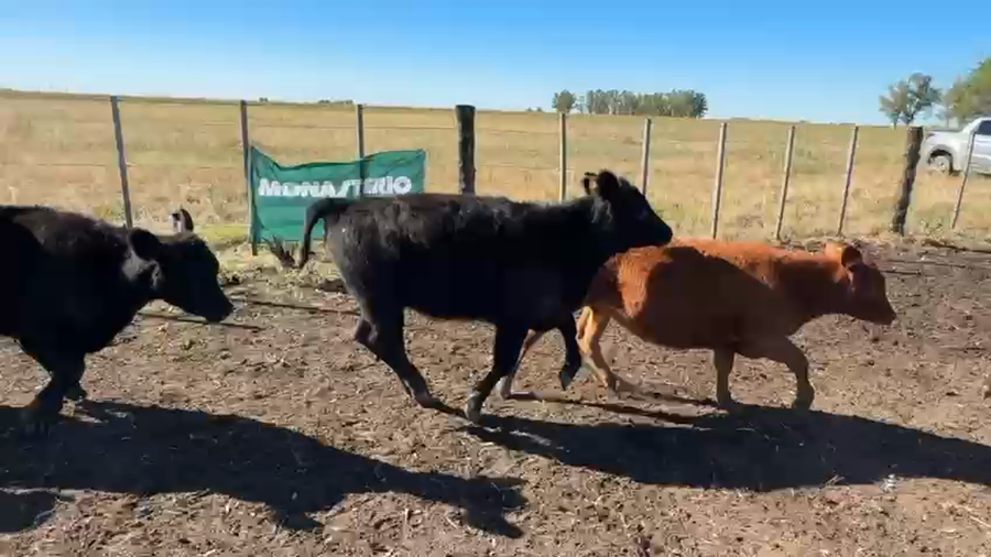 Lote 65 Terneras en Daireaux