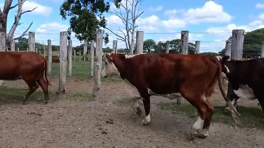 Lote 67 Vacas nuevas C/ gtia de preñez