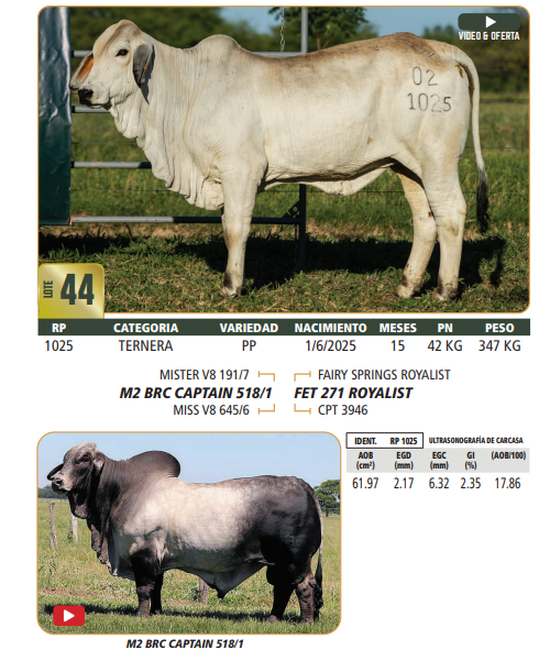 Lote LOTE 44