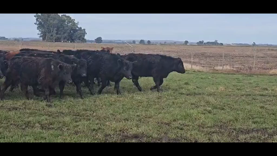 Lote 50 Terneros EN TANDIL