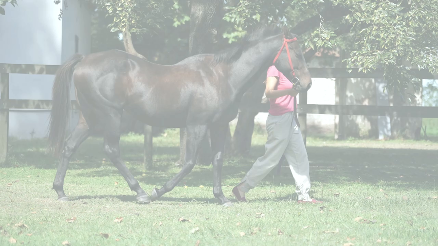 Lote MOON RIDE (RERIDE -  AUSTERITY) EN DESCANSO