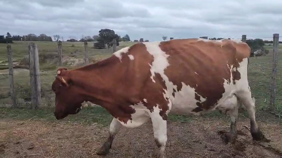 Lote Vaca a remate en Pantalla Camy 600kg - , San José