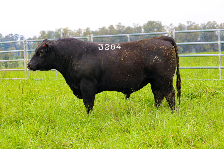 Lote ABERDEEN ANGUS SA - Angus NEGROS