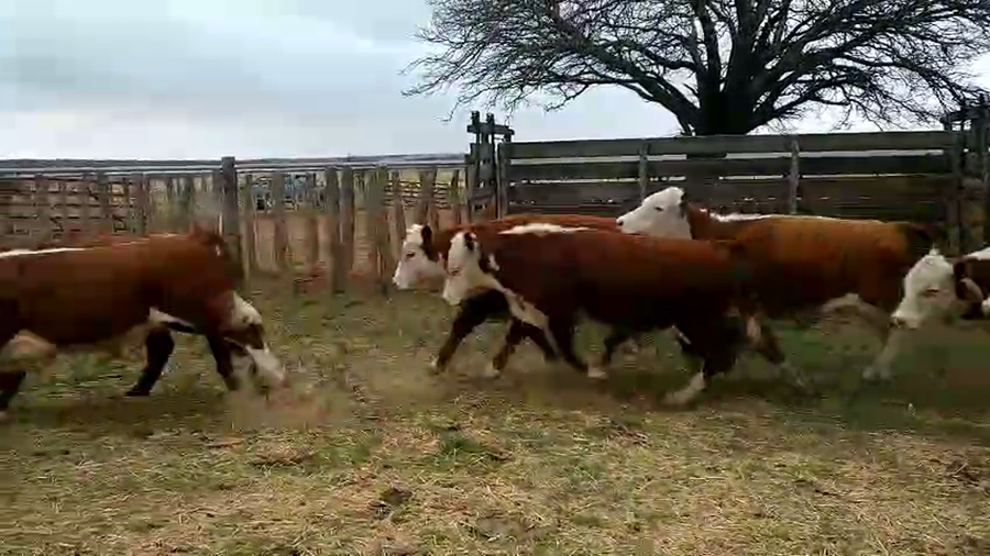 Lote 50 Novillitos en Castex - LP