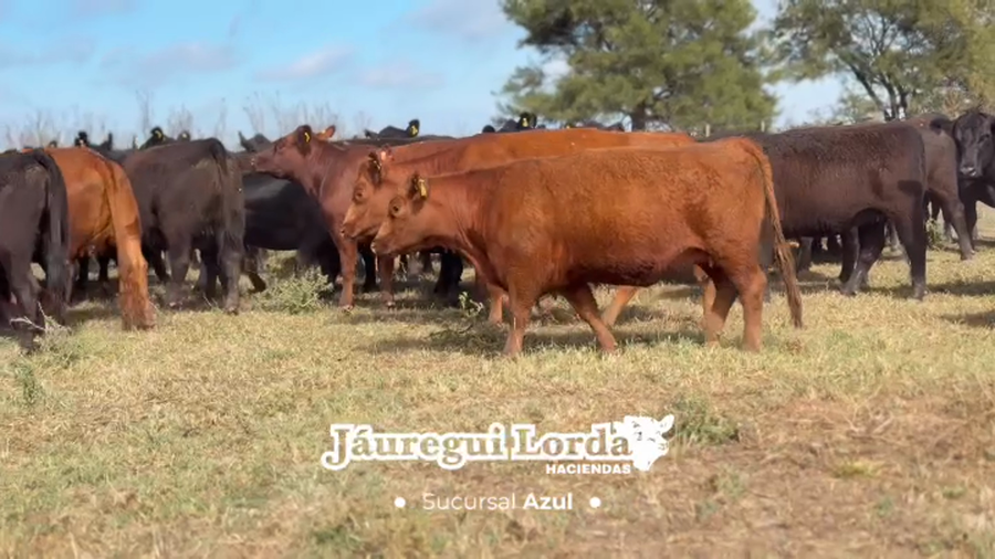 Lote 95 Vaquillonas preñadas