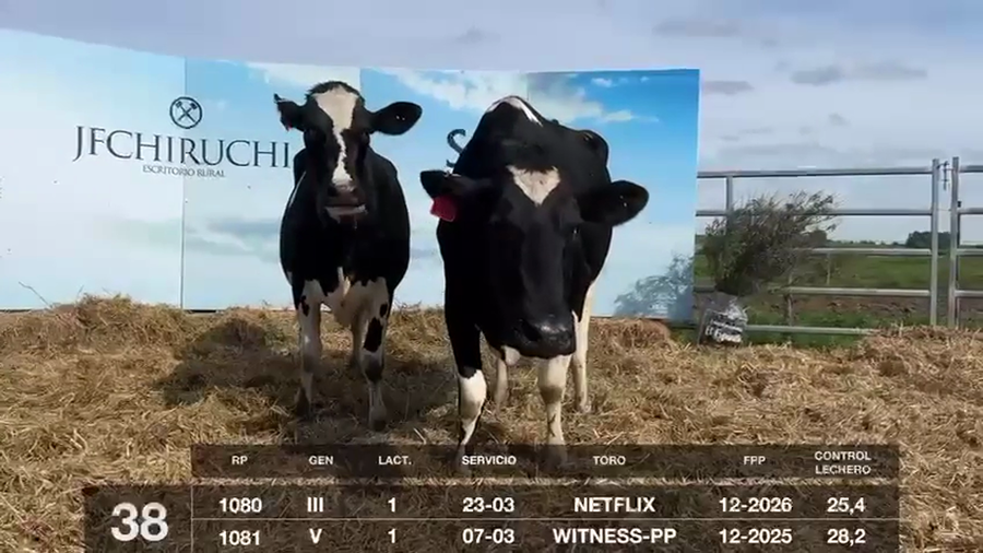 Lote VACAS EN PRODUCCIÓN PREÑADAS