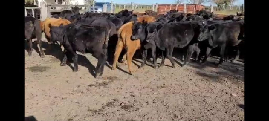 Lote 60 Terneras en Entre Ríos, Villaguay