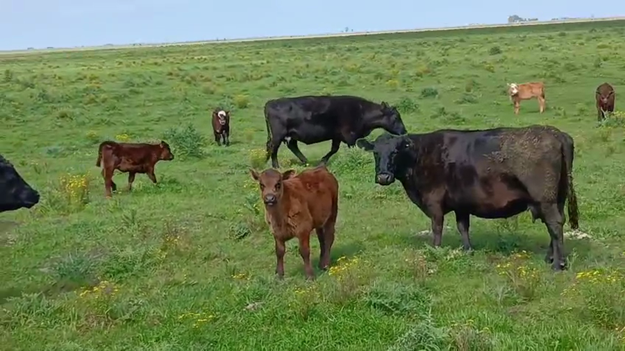 Lote 70 Terneros/as a término en Buenos Aires, Gral. Lavalle