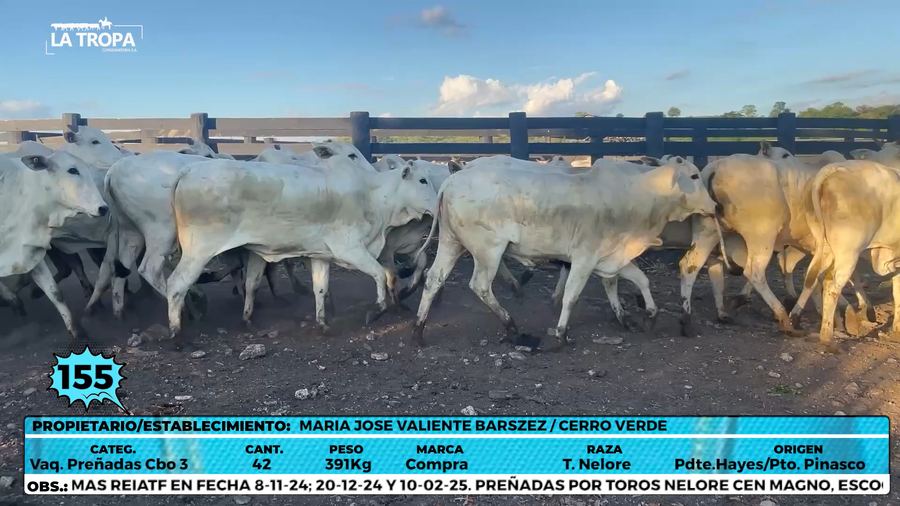Lote LOTE 155