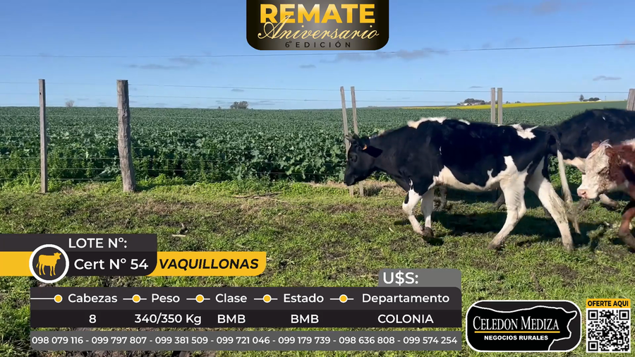 Lote 8 Vaquillonas  en La Horqueta, Colonia
