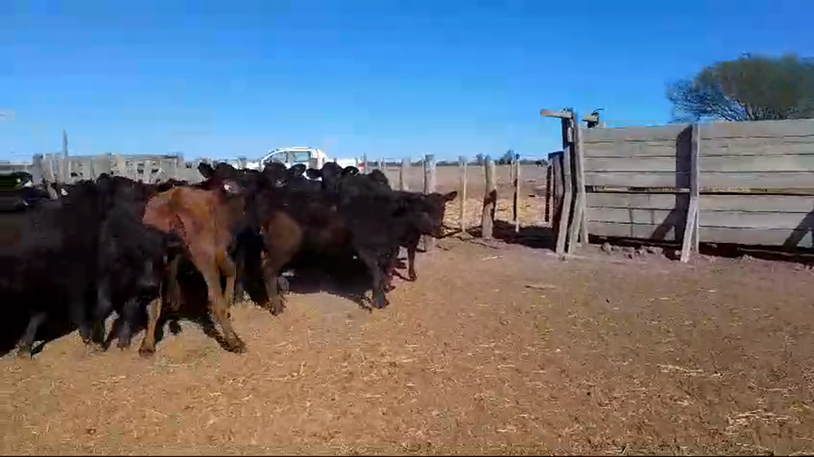 Lote 20 Terneras Brangus en Gdor. Crespo, Santa Fe