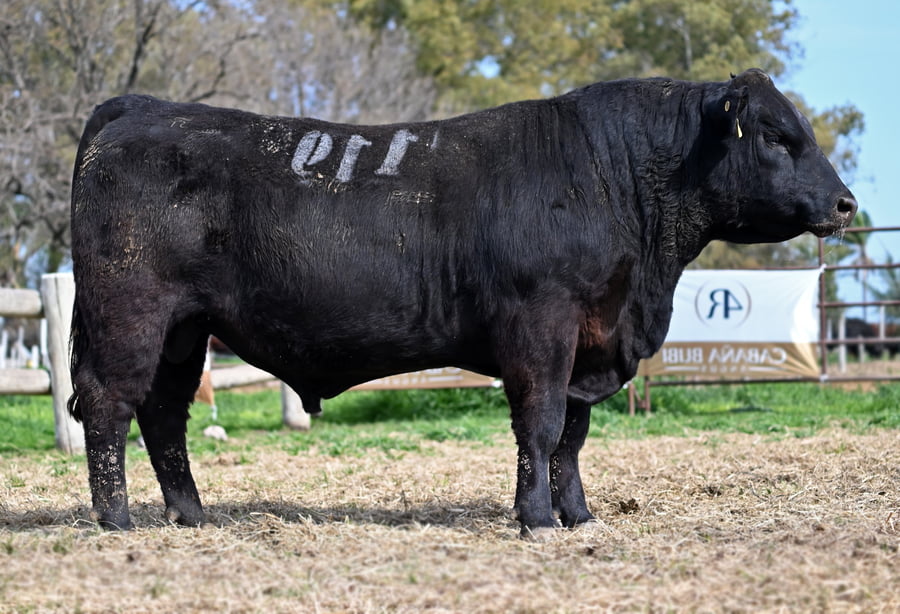 Lote TOROS PUROS CONTROLADOS