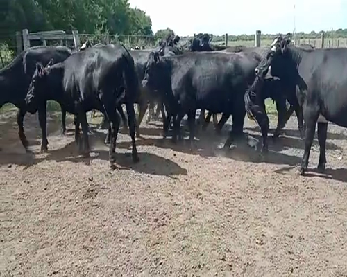 Lote (Vendido)15 Vaquillonas 1 a 2 años ANGUS a remate en Entre Martillos en CAMINO DE LA COSTA