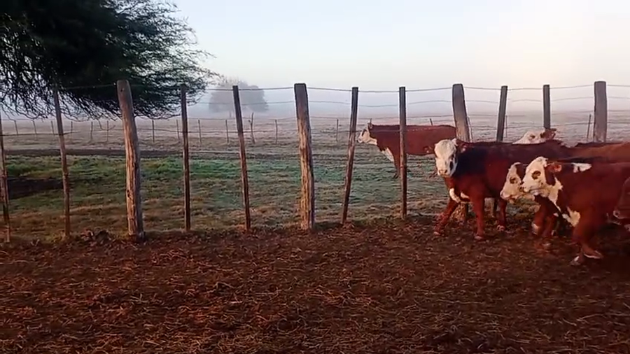Lote 70 Terneros/as en Entre Ríos, La Paz