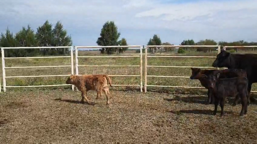 Lote 74 Vacas nuevas C/ cria