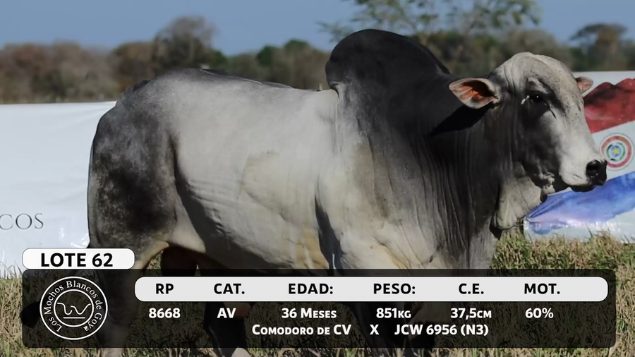 Lote LOTE 62