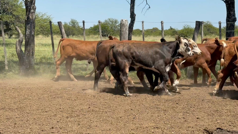Lote 60 Terneros/as en Corrientes, Curuzú-Cuatiá