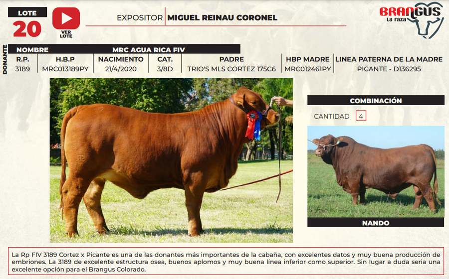 Lote LOTE 20