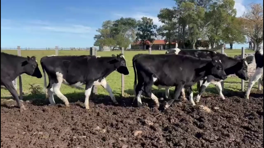 Lote NOVILLOS HOLANDO