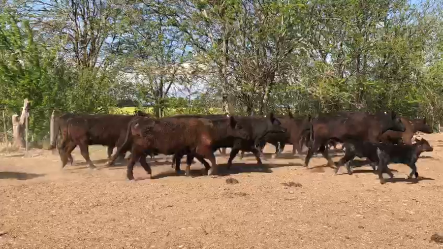Lote 25 Vacas medio uso C/ cria en San Andrés de Giles, Buenos Aires
