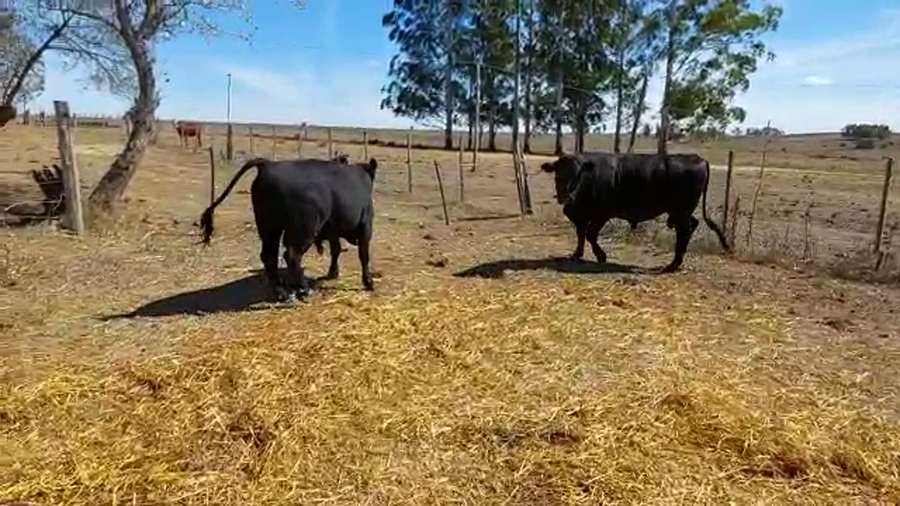 Lote 2 Toros Angus a remate en Pantalla Camy en A 20 Jm de Nueva Helvecia