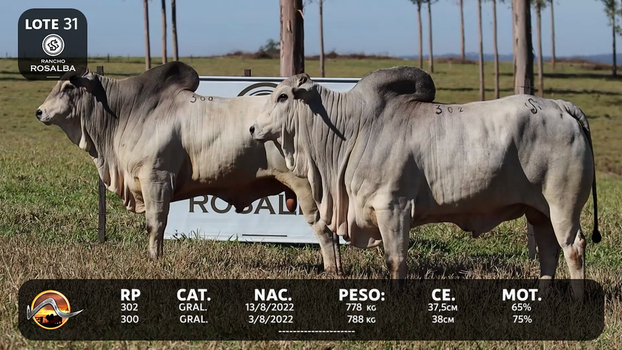Lote LOTE 31