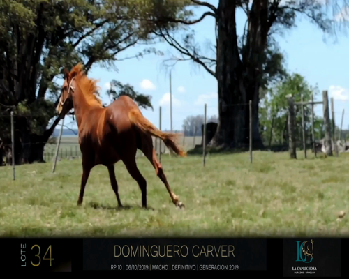 Lote DOMINGUERO CARVER