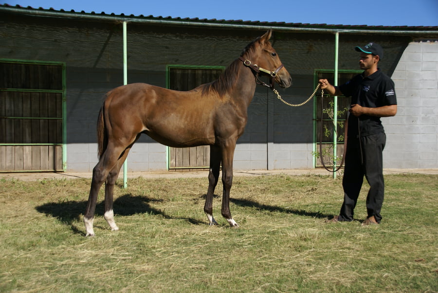 Lote BLANQUILLO GREEN