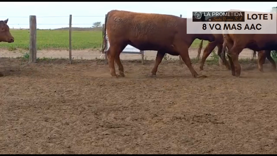 Lote "LA PROMETIDA" 8 VQ MAS AAC