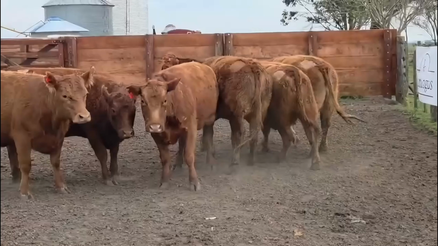Lote VAQ PC En servicio El Nacimiento