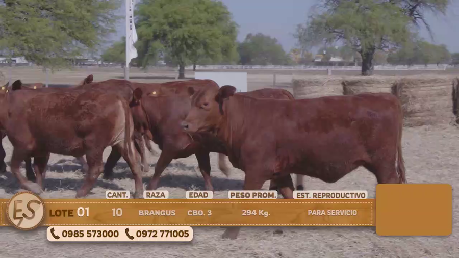 Lote Terneras Cbo 3 BRANGUS