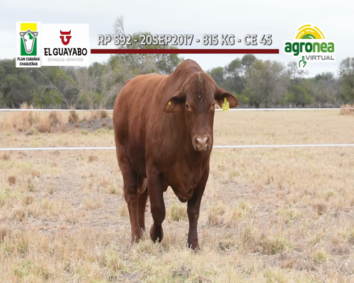 Lote TOROS BRANGUS COLORADO "EL GUAYABO"