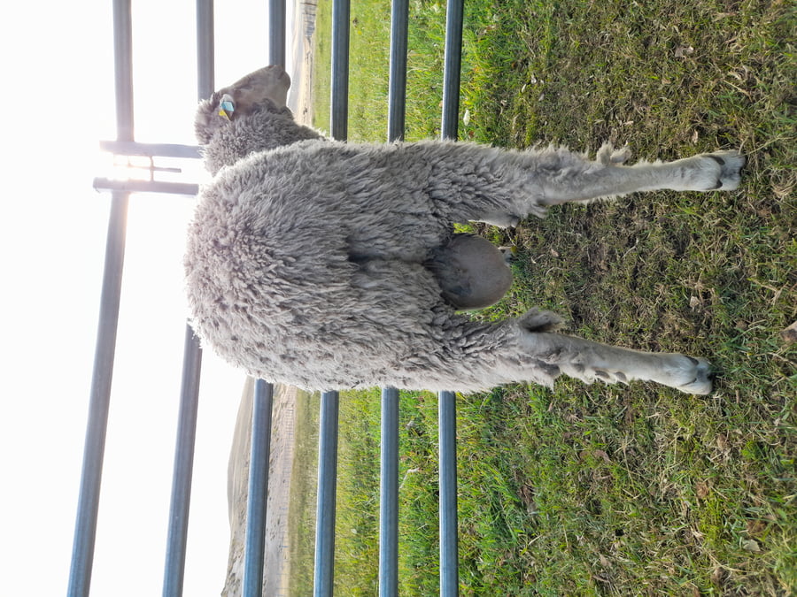 Lote Carnero TOP, 20-1250