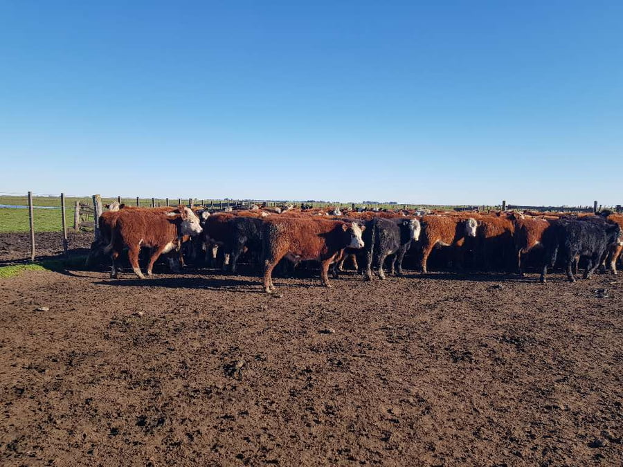 Lote 65 Terneros en Benito Juárez, Buenos Aires