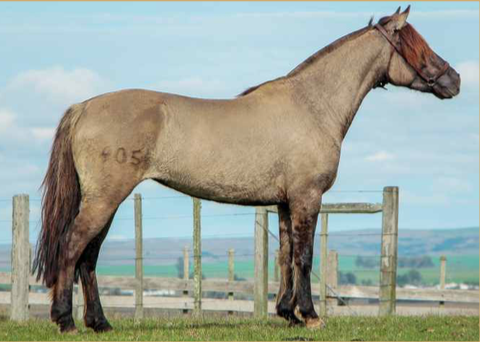 Lote CAPRICHOSA 405 DE LA CASILLA