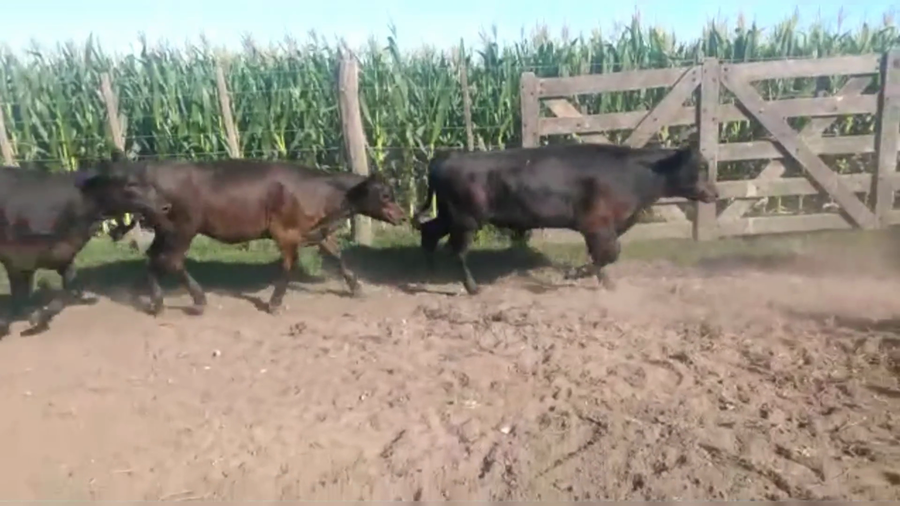 Lote 75 TERNS. MACHOS, LINCOLN, PCIA. DE BS. AS.