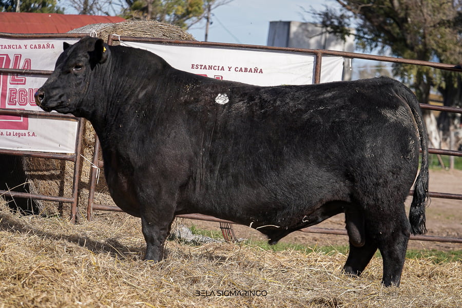 Lote TOROS ANGUS  PP