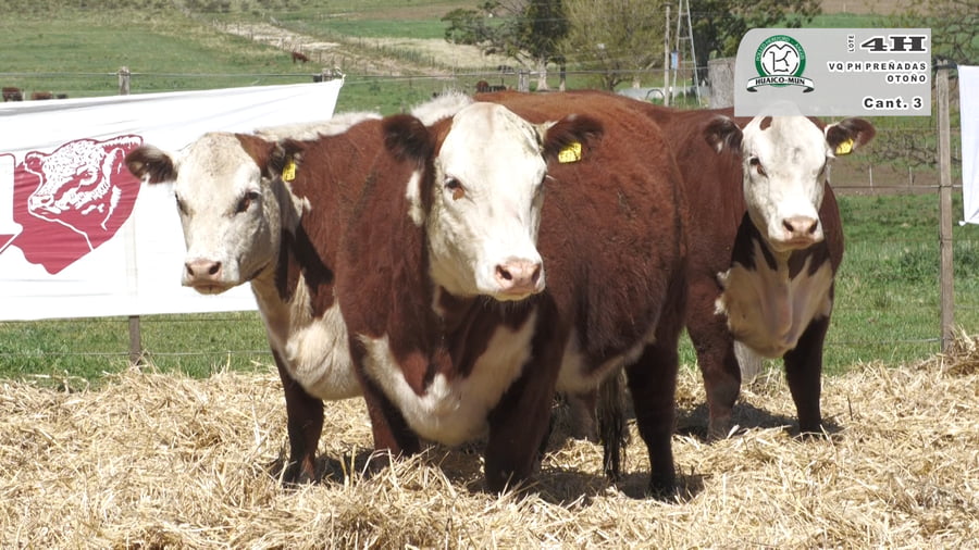 Lote VAQUILLONAS HEREFORD PREÑADAS