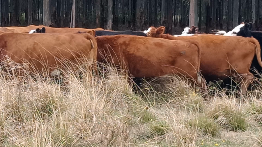 Lote 70 Vientres preñados en Corrientes, Curuzu Cuatia