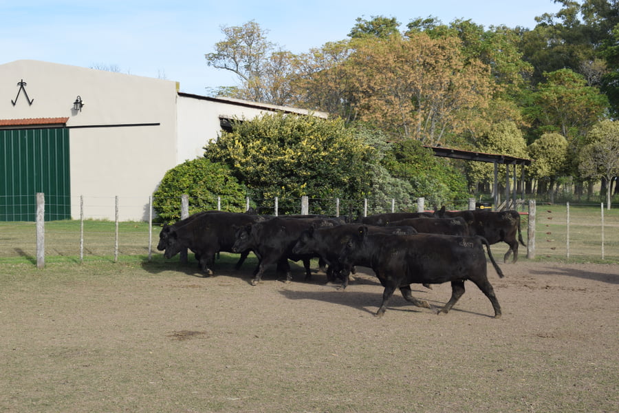 Lote CABAÑA “COEMBOTÁ” de Calderón Vientres Generales Negras Preñadas