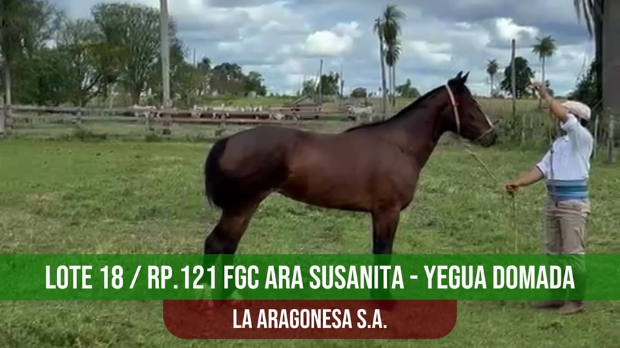 Lote FGC ARA SUSANITA