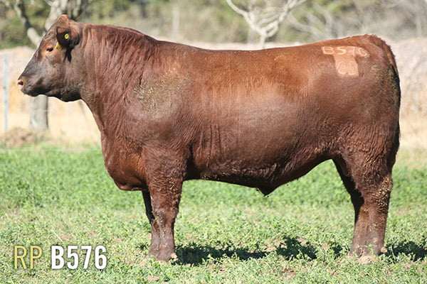 Lote 3 TOROS PUROS DE PEDIGREE