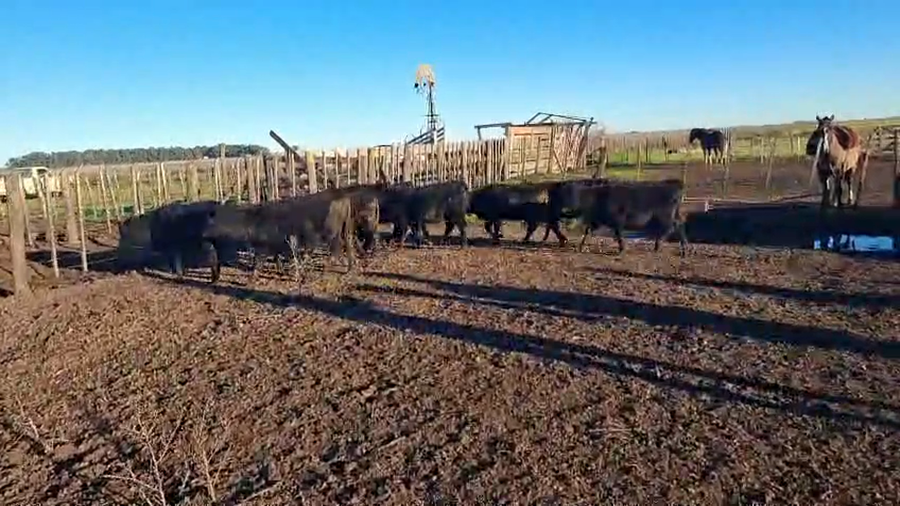 Lote 65 Terneros