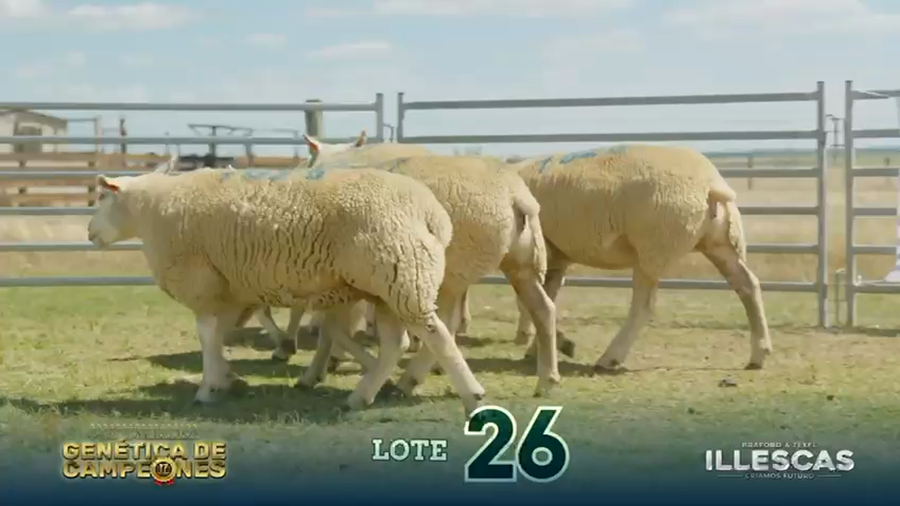 Lote LOTE 26